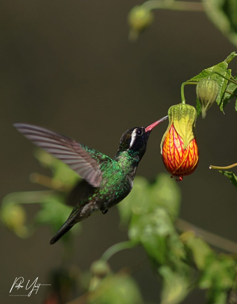 Hylocharis leucotis por Pedro D. Yut